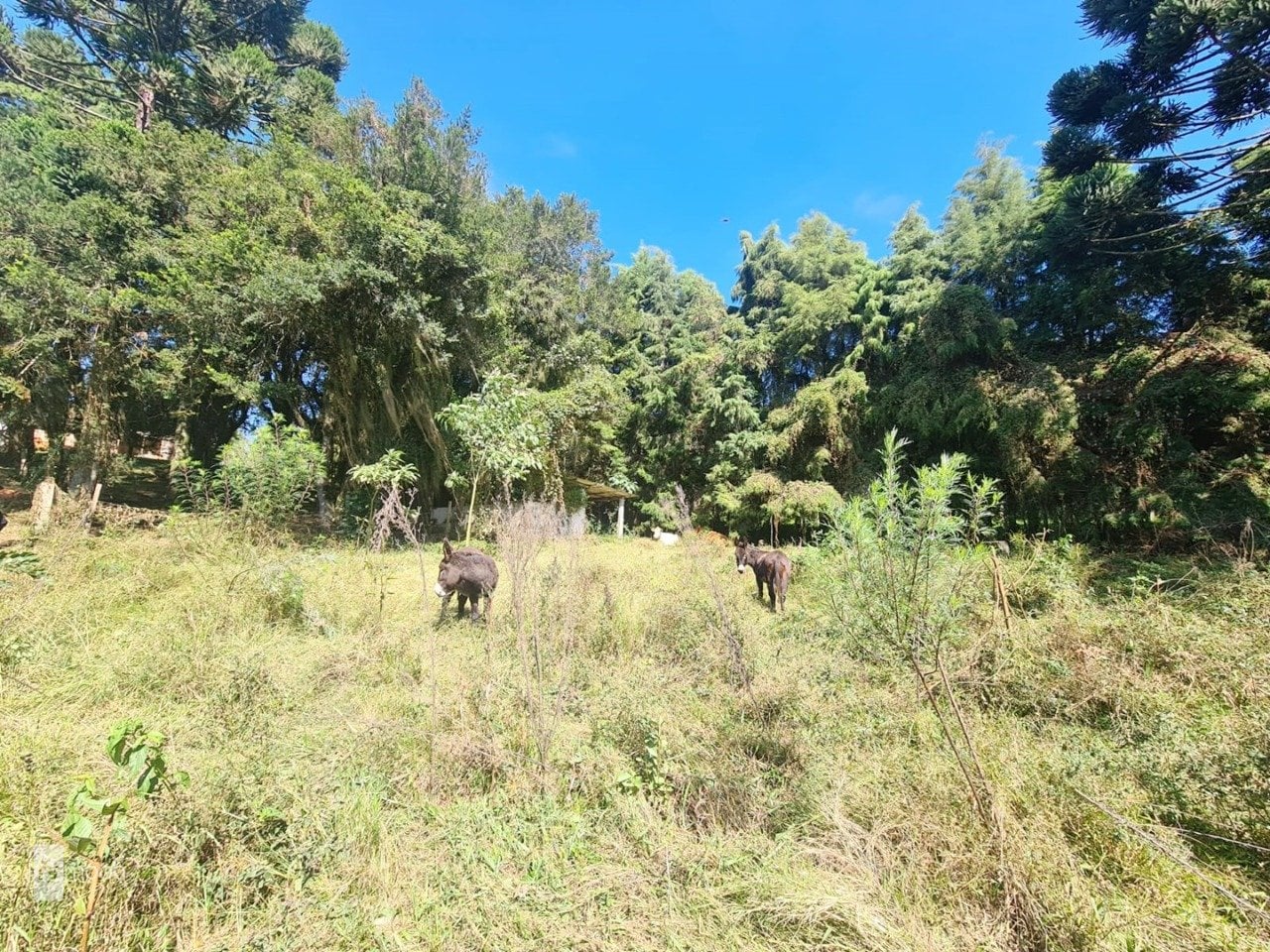 Foto do Chácara com 2 quartos no Campina das Pedras, Curitiba - foto 20