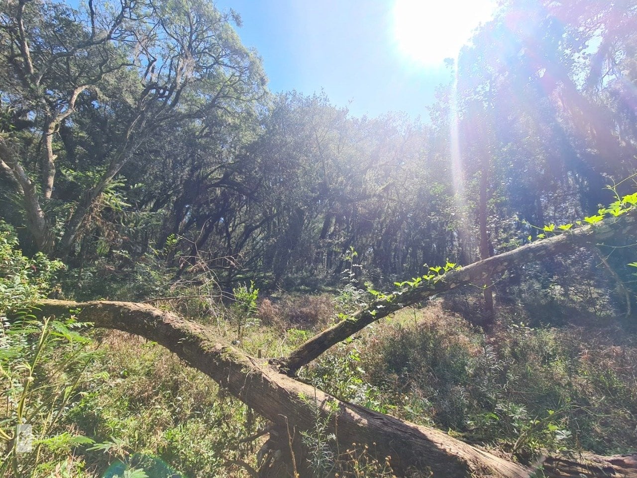 Foto do Chácara com 2 quartos no Campina das Pedras, Curitiba - foto 22