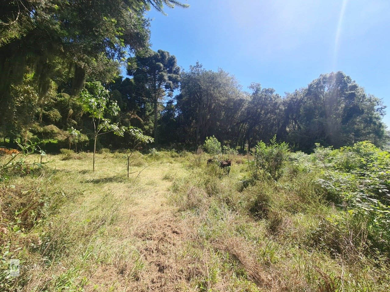 Foto do Chácara com 2 quartos no Campina das Pedras, Curitiba - foto 19