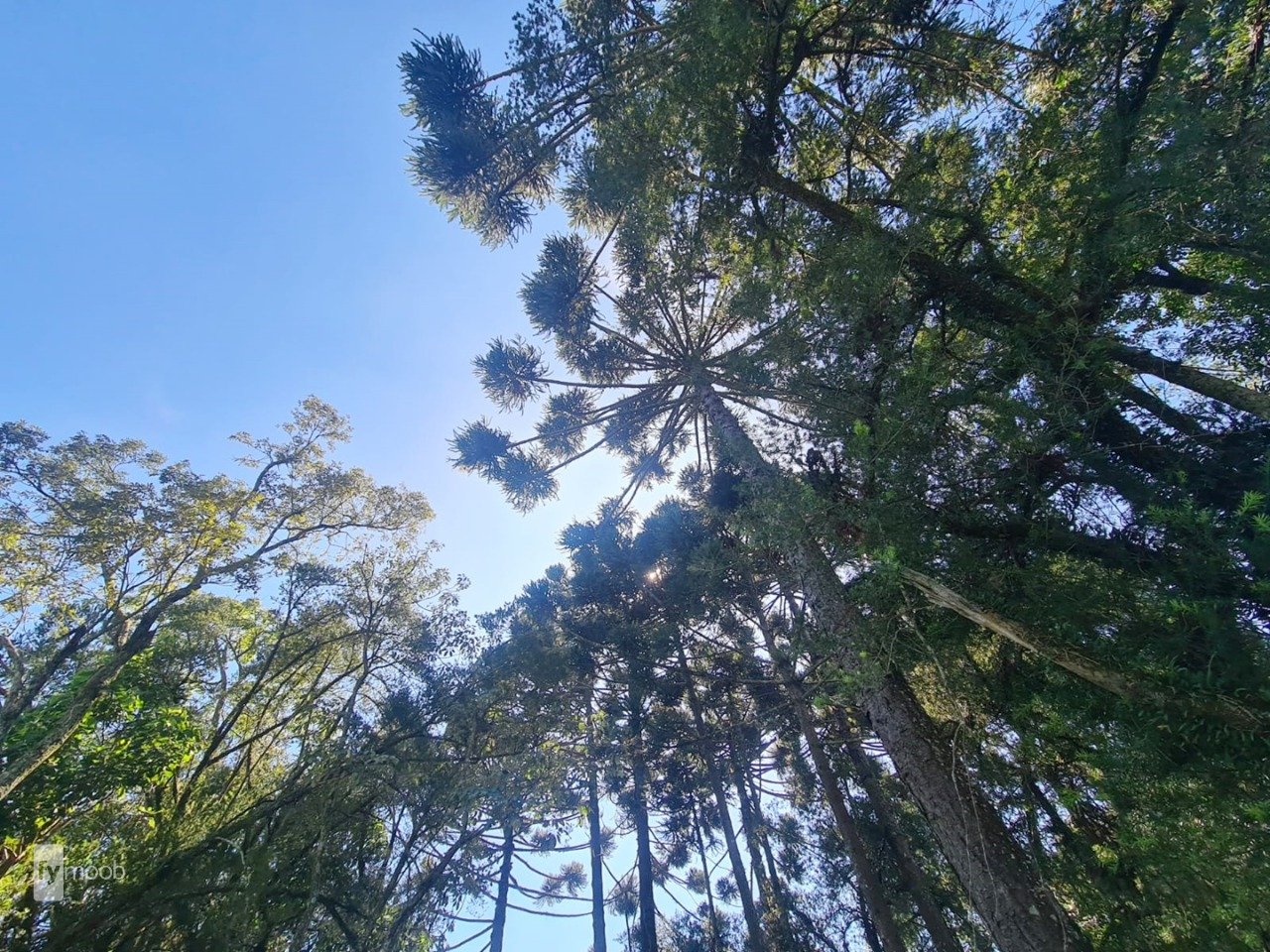 Foto do Chácara com 2 quartos no Campina das Pedras, Curitiba - foto 25