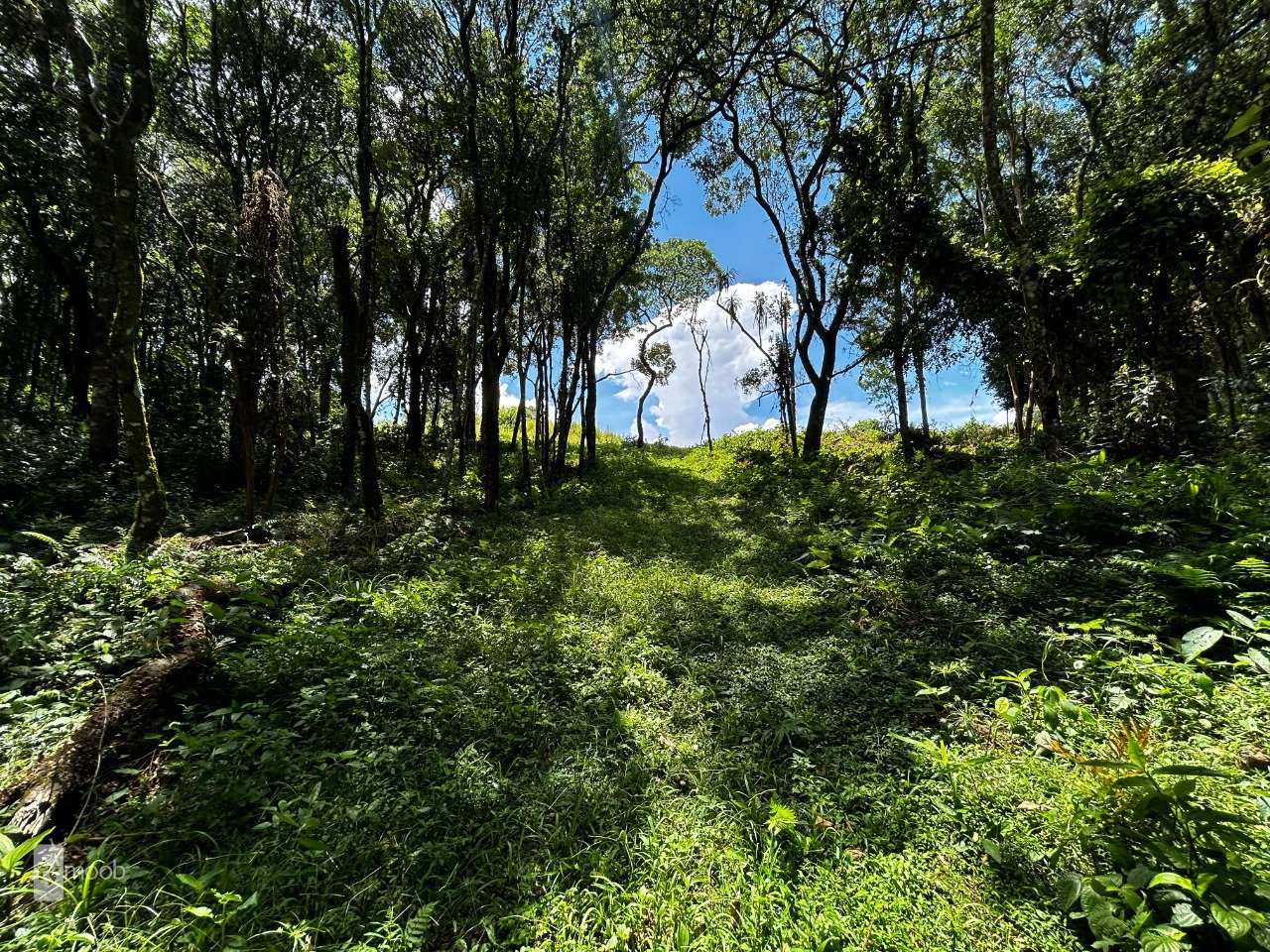Foto do Chácara com 2 quartos no Vila David Antônio, Curitiba - foto 4