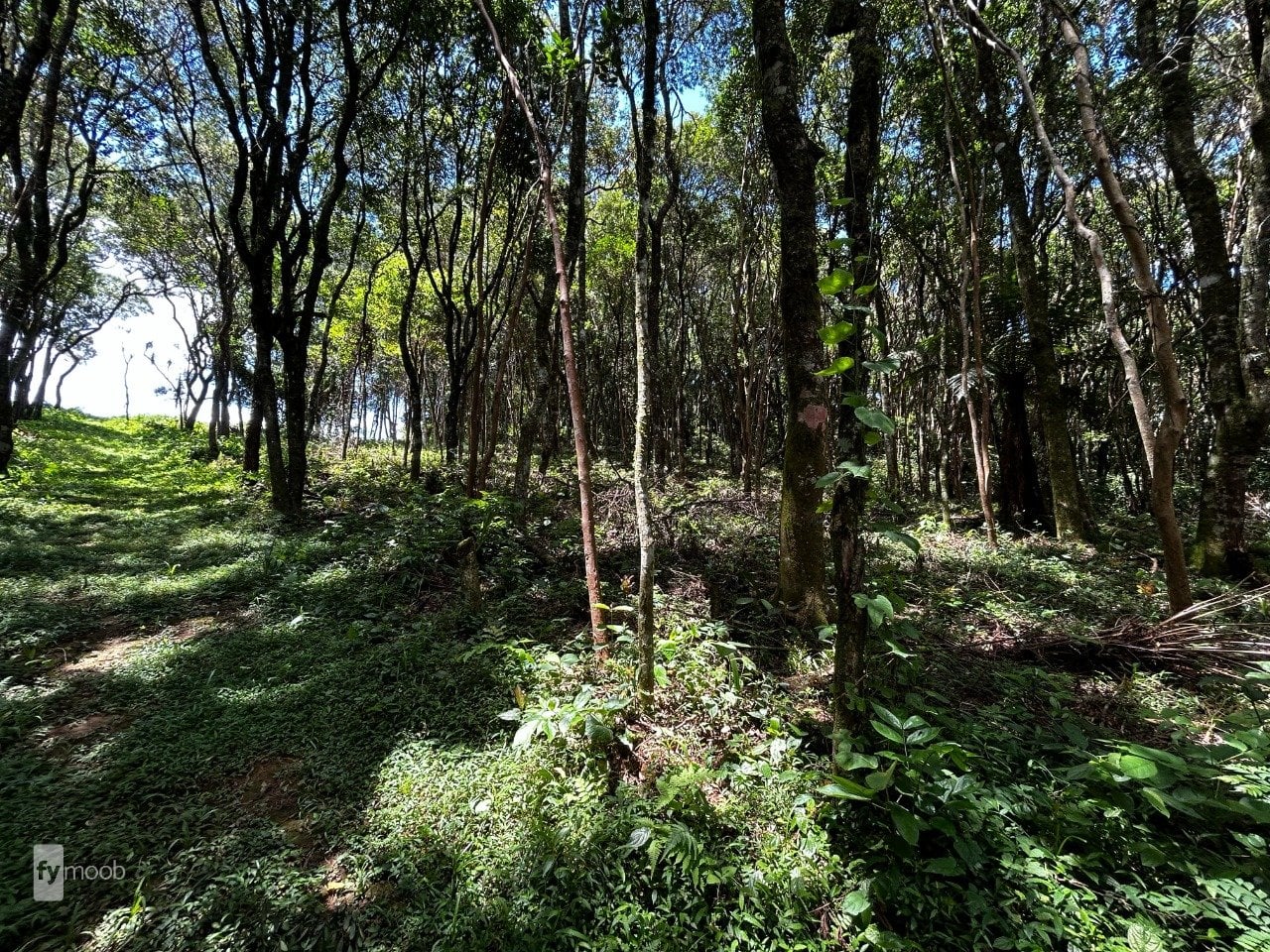 Foto do Chácara com 2 quartos no Vila David Antônio, Curitiba - foto 5